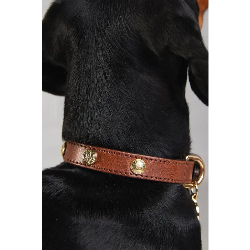 Studded Dog Collar - Chestnut Dog Accessories HOLLAND COOPER