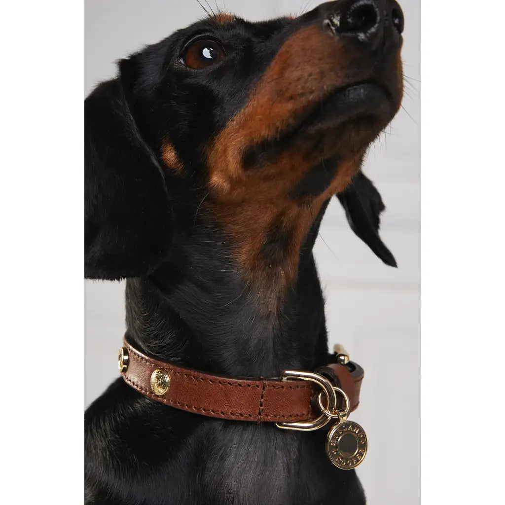 Studded Dog Collar - Chestnut Dog Accessories HOLLAND COOPER